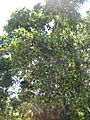 Starr 050516-1267 Ficus microcarpa