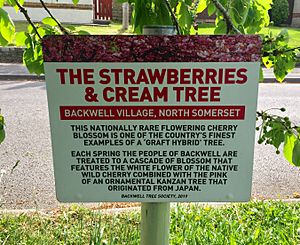 Strawberries and Cream Tree sign