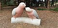 The Big Gallah's
