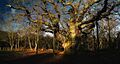 The Major Oak, January 2013 - geograph.org.uk - 3290581