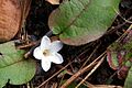 Trailing arbutus 2006