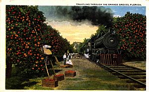 Traveling through the orange groves- Florida (5517544276)