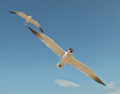 Two caspian terns