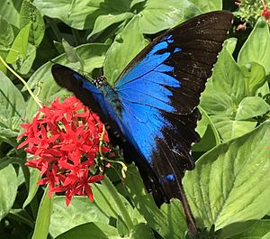 Ulysses Butterfly on flower 2017.jpeg