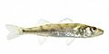 Walleye 01