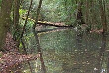Waterhousea floribunda Carawirry Creek