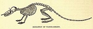 Watershrewskeleton