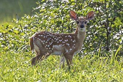 White-tailed deer (Odocoileus virginianus nelsoni) fawn Orange Walk
