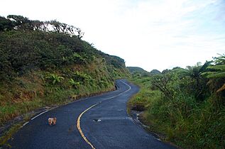 Winding road at El Yunque - panoramio