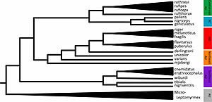 Zootaxa 2688 1-67 plate 26 Leptomyrmex cladogram