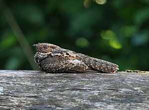 (Hydropsalis nigrescens) or (Nyctipolus nigrescens) - Blackish Nightjar.jpg