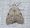 - 8983 – Meganola minuscula – Confused Meganola Moth (17026557830).jpg