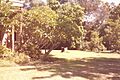 275 - Anambah House (5045641b5)