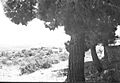 Abu Ghosh 1948