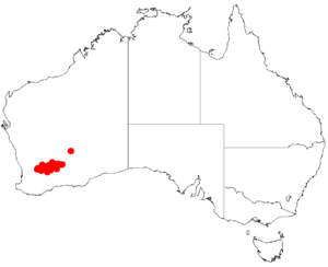 Acacia rosseiDistMap775.png