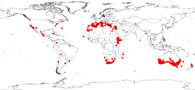 Acacia saligna DistributionMap