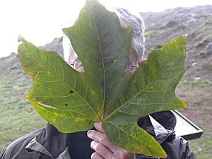 Acer macrophyllum leaf