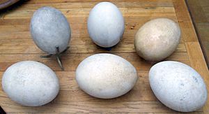 Aepyornis eggs