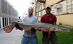 Alligator Gar 6 Feet 129 lbs Brazos River 8 Nov 04a