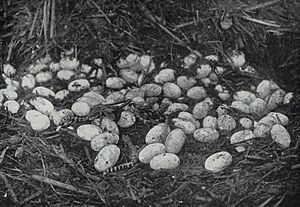 Alligator eggs and young alligators