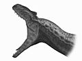 Allosaurus Jaws Steveoc86