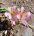 Alstroemeria exserens (9063027475)