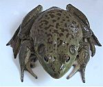 American bullfrog 1