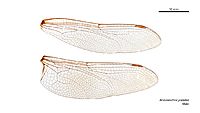 Anaciaeschna jaspidea male wings (35052884175)