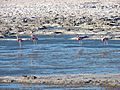 Andean Flamingos in the Salar de Pedernales