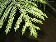 Araucaria Leaves