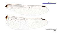 Archaeosynthemis spiniger male wings (34665315720)