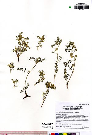 Astragalus lentiformis JEPS109858 (4496861433).jpg