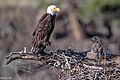 Back to the Six Mile Lake eagles (Haliaeetus leucocephalus)."feed me mom". (19159890706)