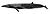 Balaenoptera borealis (flipped).jpg