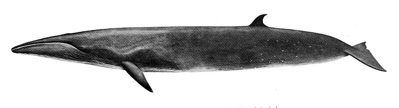 Balaenoptera borealis (flipped)