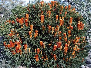 Banksia ericifolia little eric Cox Jul 04 email