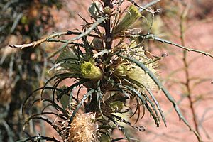 Banksia strictifolia.jpg