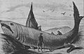 Basking shark Harper's Weekly October 24, 1868