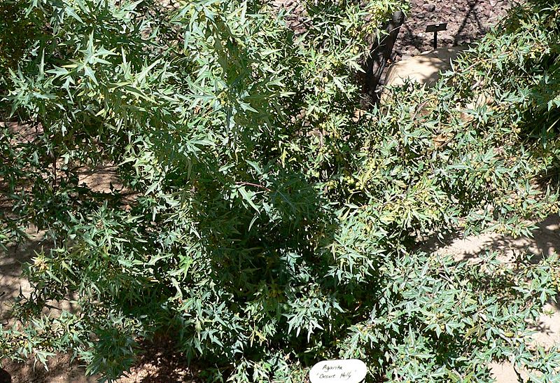 Berberis trifoliolata form