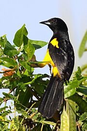 Black-cowled Oriole - Quintana Roo, Mexico
