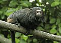 Black Lion Tamarin 4