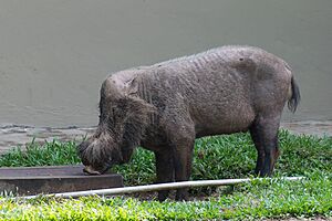 Bornean Bearded Pig at Bako National Park, Borneo.jpg