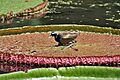 Bronze-winged Jacana over its egg on Victoria amazonica (Gaint Lily) I IMG 9190