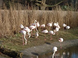 Bzflamingos