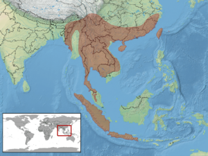 Calamaria pavimentata distribution.png