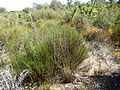 Calothamnus longissimus (habit)