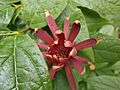 Calycanthus floridus flower