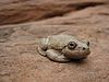 A dull brown frog sits on a rock surface