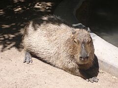 CapybaraRioGrandeZoo