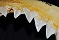 Carcharhinus obscurus upper teeth